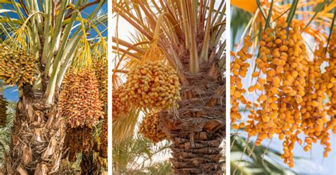 philippine date palm|How to Grow Dates in the Philippines: Step.
